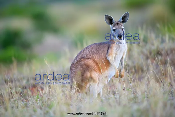 : Common Wallaroo - adult in grassland standing : Common Wallaroo - adult in grassland standing