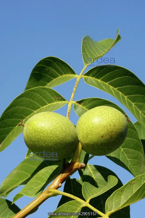 : Common walnut / English walnut : Common walnut / English walnut