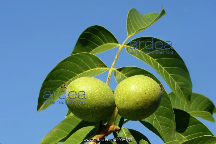 : Common walnut / English walnut : Common walnut / English walnut