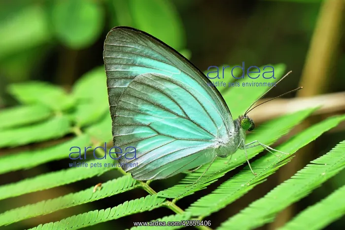 : Common Wanderer Butterfly : Common Wanderer Butterfly