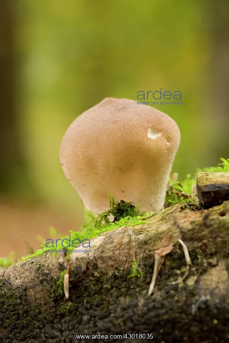 : Common / Warted / Gem-studded Puffball / Devil's Snuff-box : Common / Warted / Gem-studded Puffball / Devil's Snuff-box