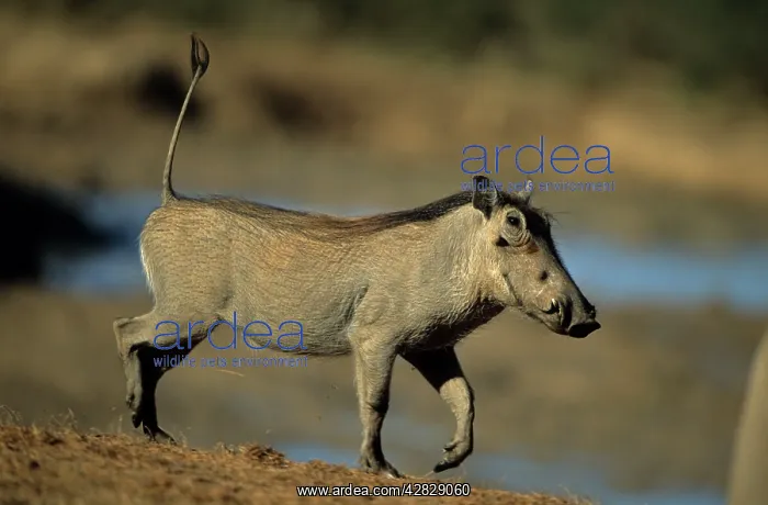 : Common Warthog : Common Warthog