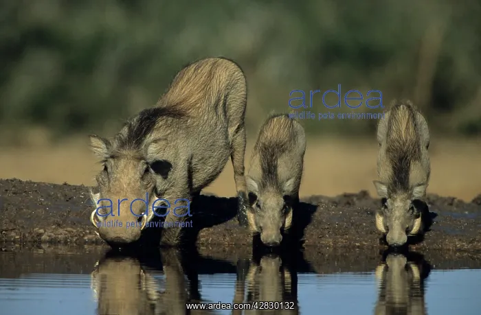 : Common Warthog : Common Warthog