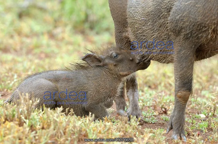 : Common Warthog : Common Warthog
