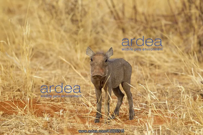  : Common Warthog