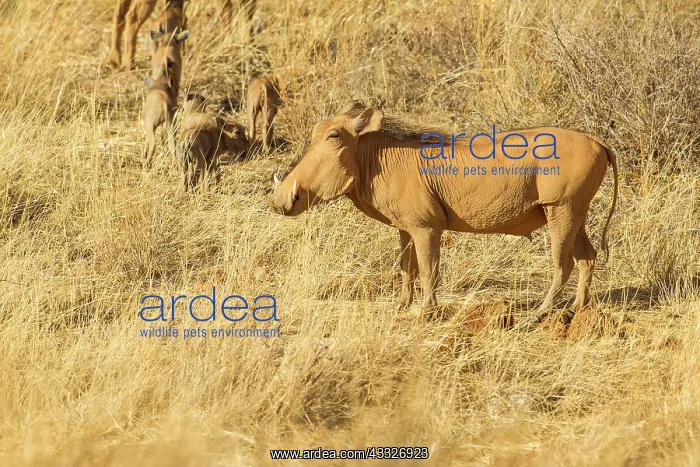 : Common Warthog : Common Warthog