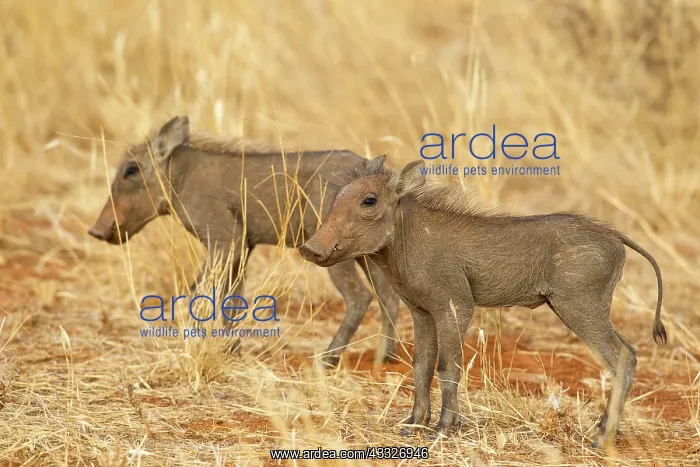 : Common Warthog : Common Warthog