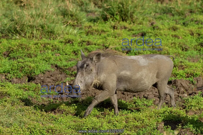 : Common Warthog : Common Warthog