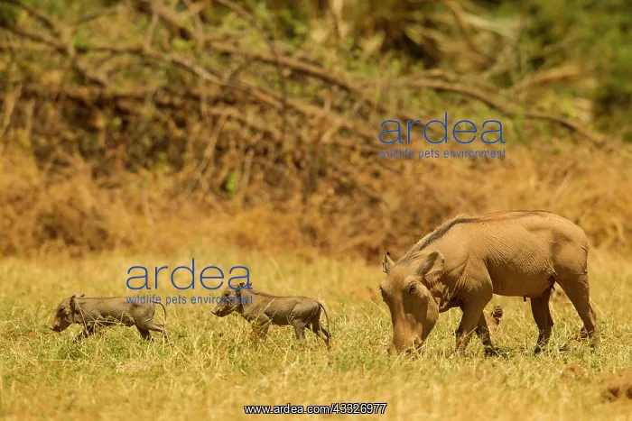 : Common Warthog : Common Warthog