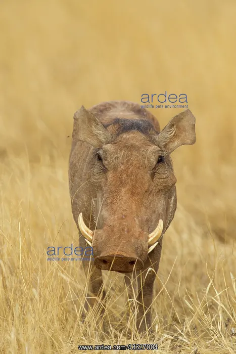 : Common Warthog : Common Warthog