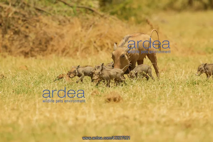 : Common Warthog : Common Warthog