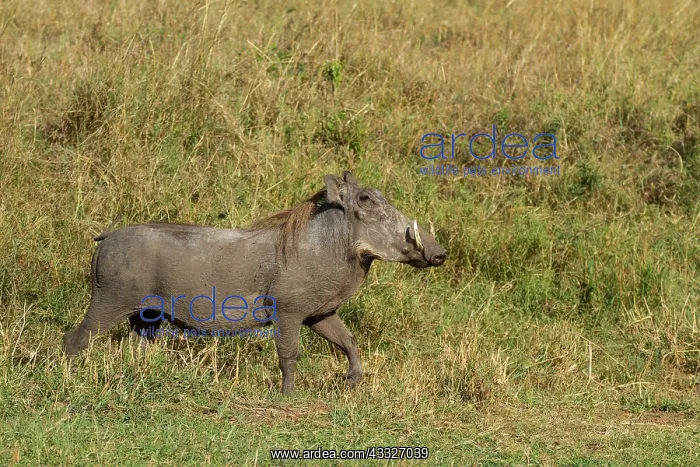 : Common Warthog : Common Warthog