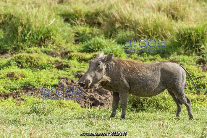 : Common Warthog : Common Warthog