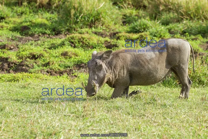: Common Warthog : Common Warthog