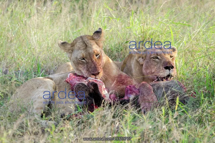 : Common Warthog : Common Warthog