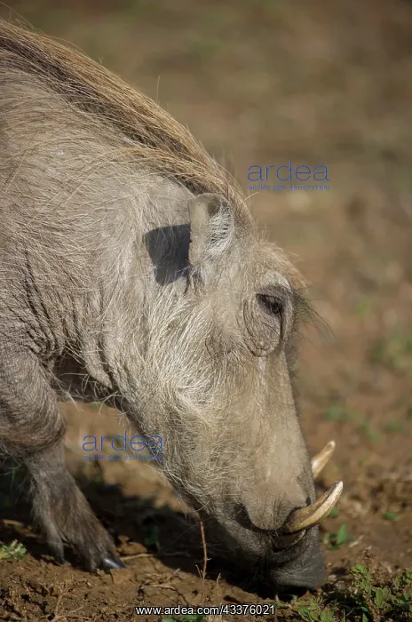 : Common Warthog - grazing - Hluhluwe Imfolozi Park : Common Warthog - grazing - Hluhluwe Imfolozi Park