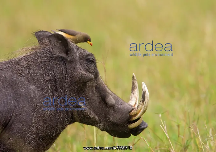 : Common Warthog (Phacochoerus africanus) : Common Warthog (Phacochoerus africanus)