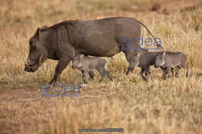 : Common Warthog (Phacochoerus africanus) : Common Warthog (Phacochoerus africanus)