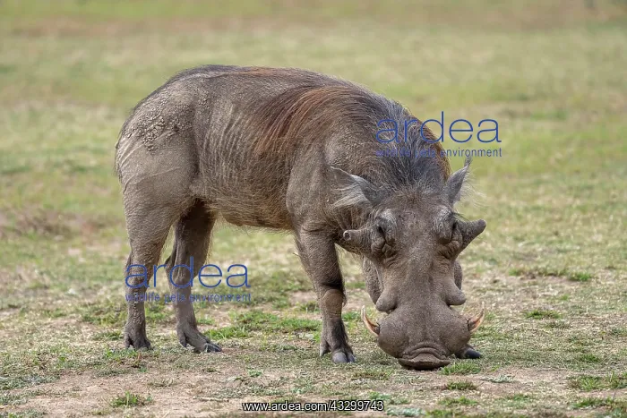 : Common warthog (Phacochoerus africanus), male, boar : Common warthog (Phacochoerus africanus), male, boar