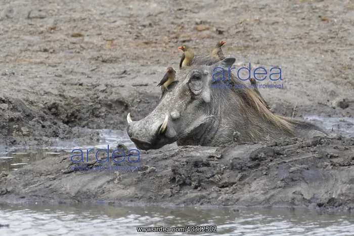 : Common warthog (Phacochoerus africanus), adult taking : Common warthog (Phacochoerus africanus), adult taking