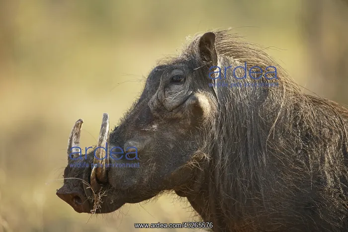 : Common Warthog (Phacochoerus africanus), male : Common Warthog (Phacochoerus africanus), male
