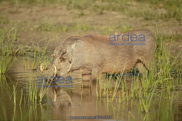 : Common Warthog (Phacochoerus africanus) standin : Common Warthog (Phacochoerus africanus) standin