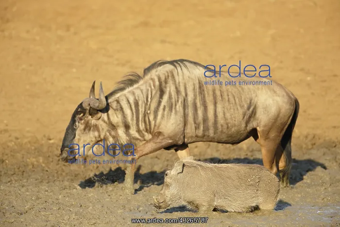 : Common Warthog (Phacochoerus africanus) standin : Common Warthog (Phacochoerus africanus) standin