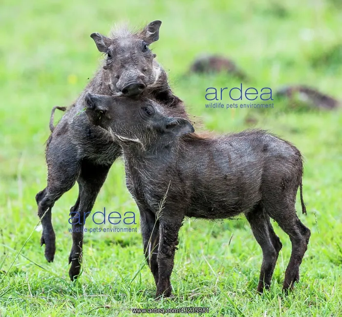 : Common Warthog Piglets playing : Common Warthog Piglets playing