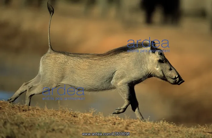 : Common Warthog - Running : Common Warthog - Running
