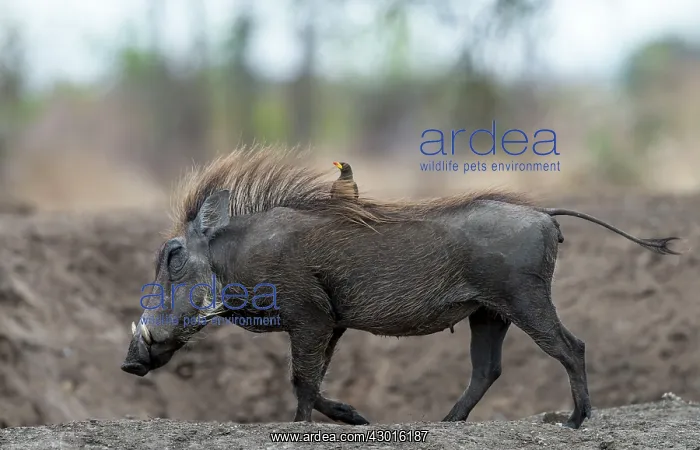 : Common Warthog walking with Red-billed Oxpecker : Common Warthog walking with Red-billed Oxpecker