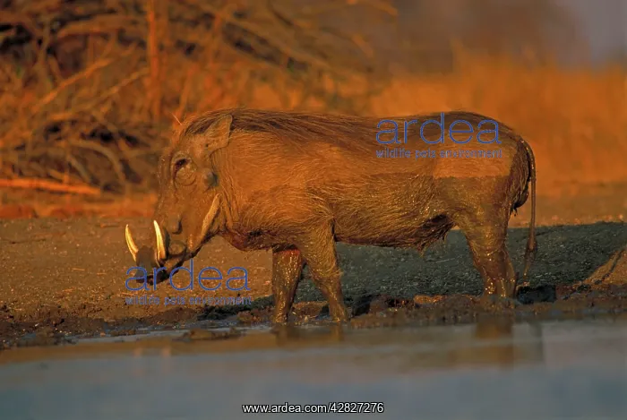 : Common Warthog - By water pool : Common Warthog - By water pool