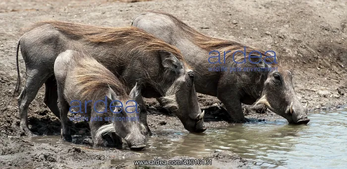 : Common Warthogs drinking from water hole : Common Warthogs drinking from water hole