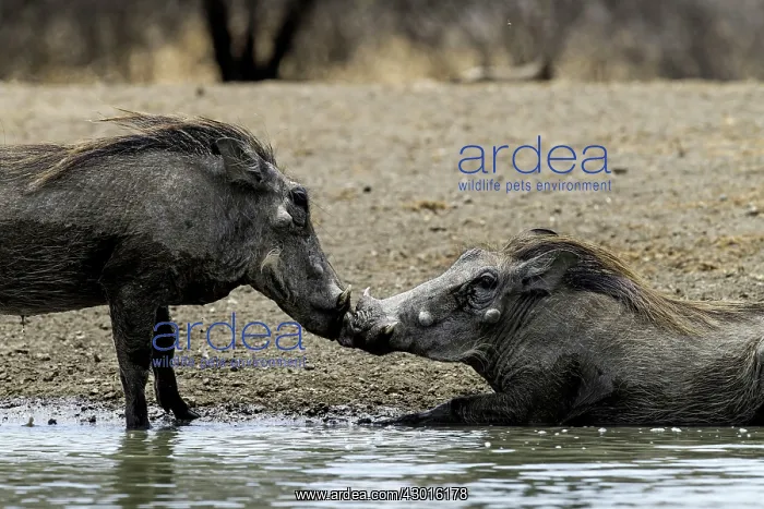 : Common Warthogs grooming : Common Warthogs grooming