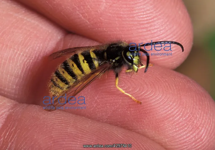 : Common Wasp : Common Wasp