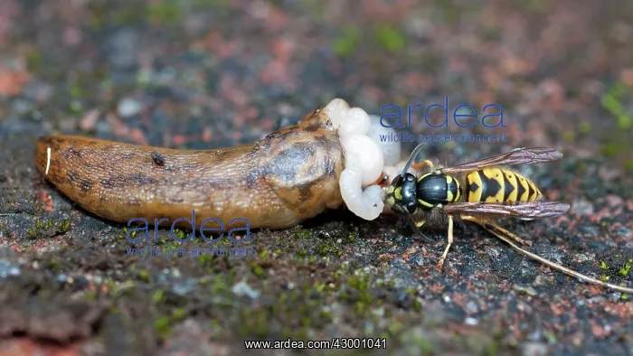 : Common Wasp : Common Wasp