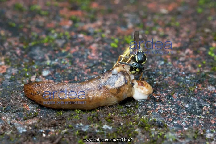: Common Wasp : Common Wasp