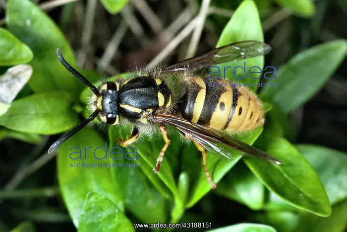 : Common Wasp : Common Wasp