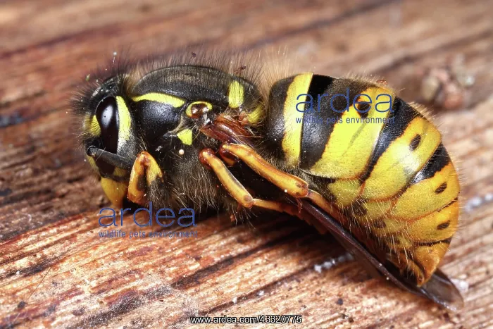 : Common Wasp : Common Wasp