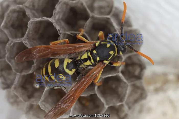 : Common Wasp : Common Wasp