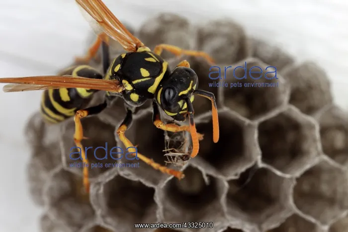 : Common Wasp : Common Wasp