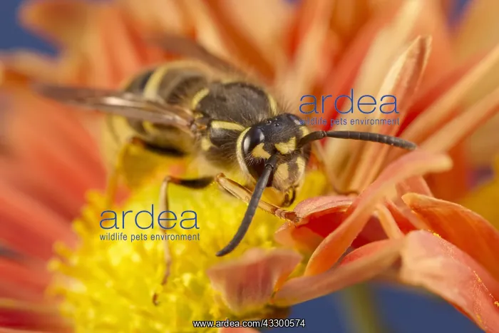  : Common Wasp on Chrysanthemum flower - Norfolk UK