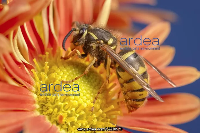: Common Wasp on Chrysanthemum flower - Norfolk UK : Common Wasp on Chrysanthemum flower - Norfolk UK