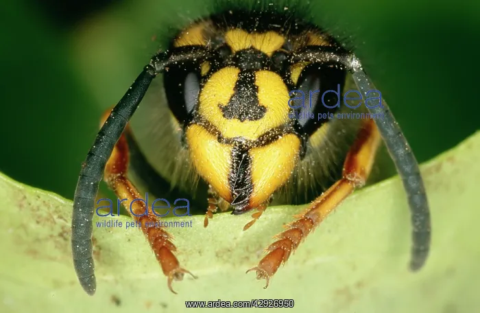 : Common WASP - close up, on leaf : Common WASP - close up, on leaf