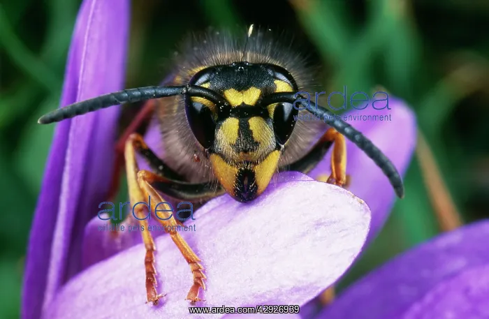 : Common WASP - close up, perched on flower : Common WASP - close up, perched on flower