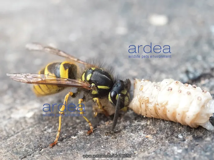 : Common wasp - dissecting wax moth larva - UK : Common wasp - dissecting wax moth larva - UK