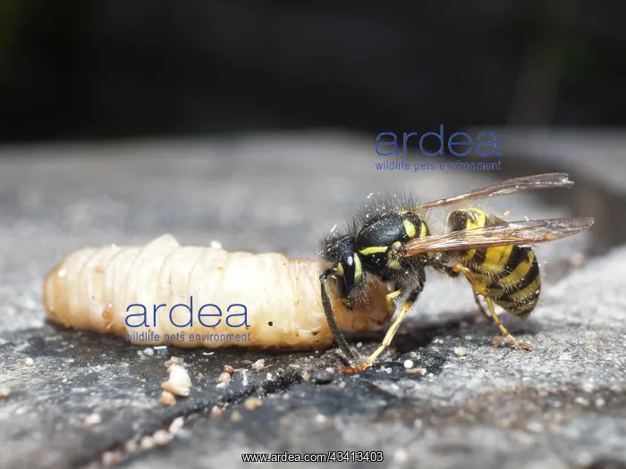 : Common wasp - dissecting wax moth larva - UK : Common wasp - dissecting wax moth larva - UK