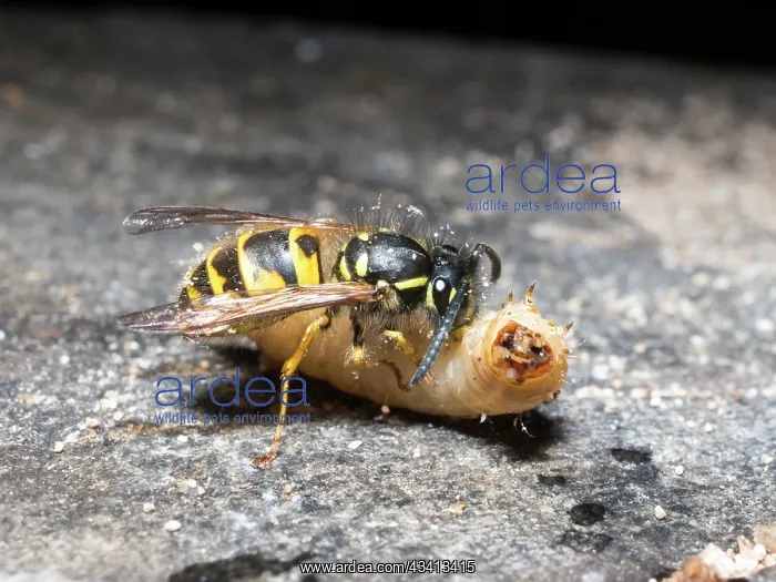 : Common wasp - dissecting wax moth larva - UK : Common wasp - dissecting wax moth larva - UK
