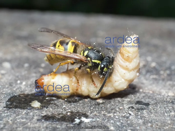 : Common wasp - dissecting wax moth larva - UK : Common wasp - dissecting wax moth larva - UK