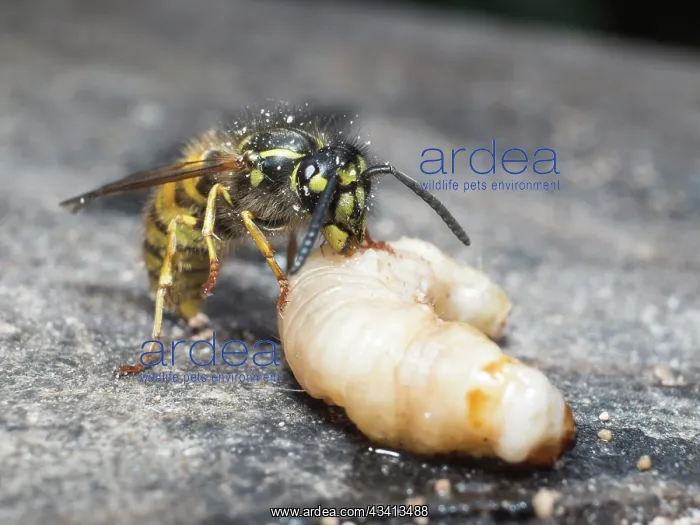 : Common wasp - dissecting wax moth larva - UK : Common wasp - dissecting wax moth larva - UK