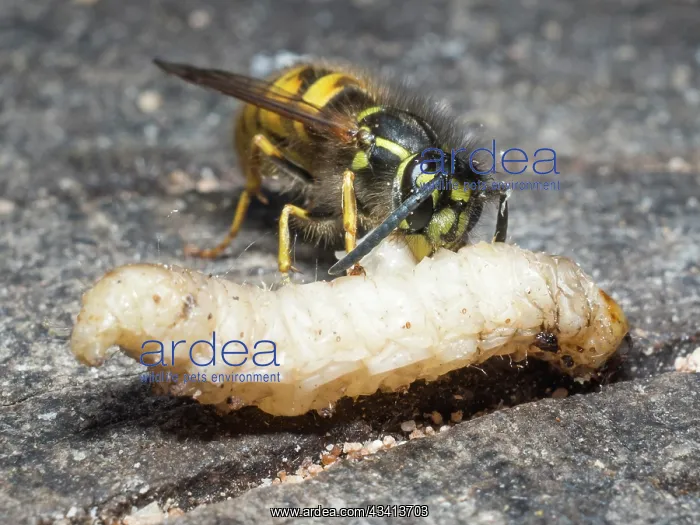 : Common wasp - dissecting wax moth larva - UK : Common wasp - dissecting wax moth larva - UK
